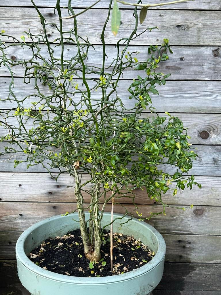 Winterharde Citroenboom (Poncirus Trifoliata), Overige soorten, Volle zon, Vaste plant, Ophalen of Verzenden
