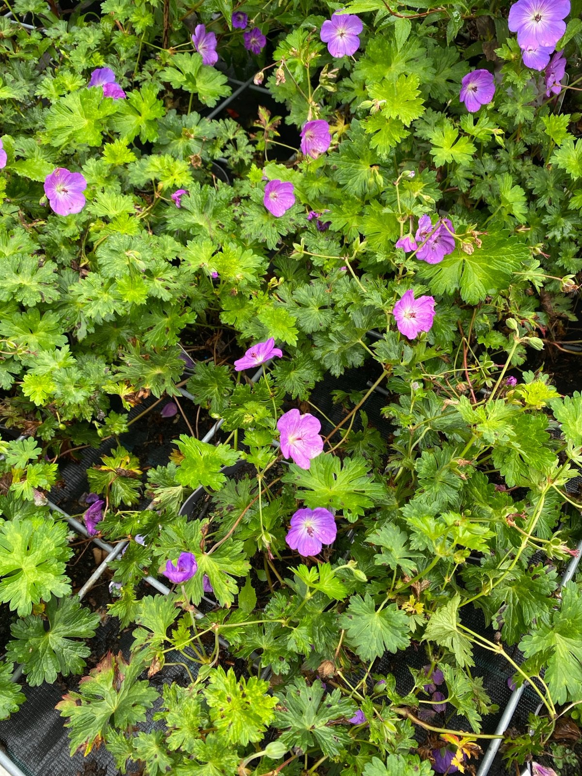 Geranium Rozanne - Prachtige Vaste Plant voor uw Tuin, Tuin en Terras, Ophalen, Bodembedekkers, Volle zon, Vaste plant