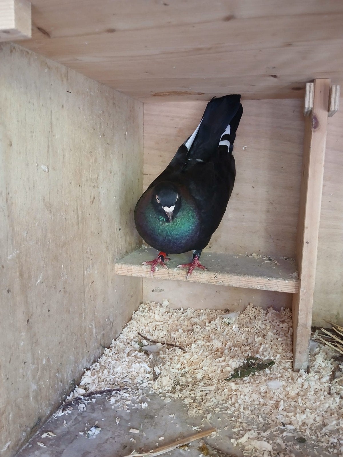 meerdere duiven te koop, Meerdere dieren, Overige soorten