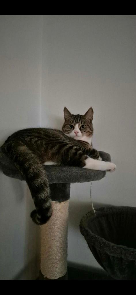 Herplaatsing kat 1 jaar (zie beschrijving), Kater