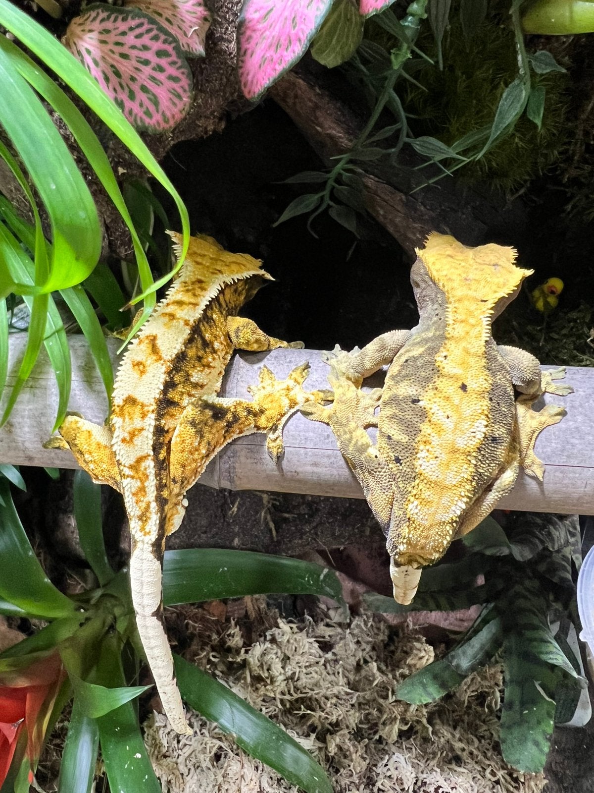 Wimper gekko koppel incl terrarium., Hagedis, 3 tot 6 jaar