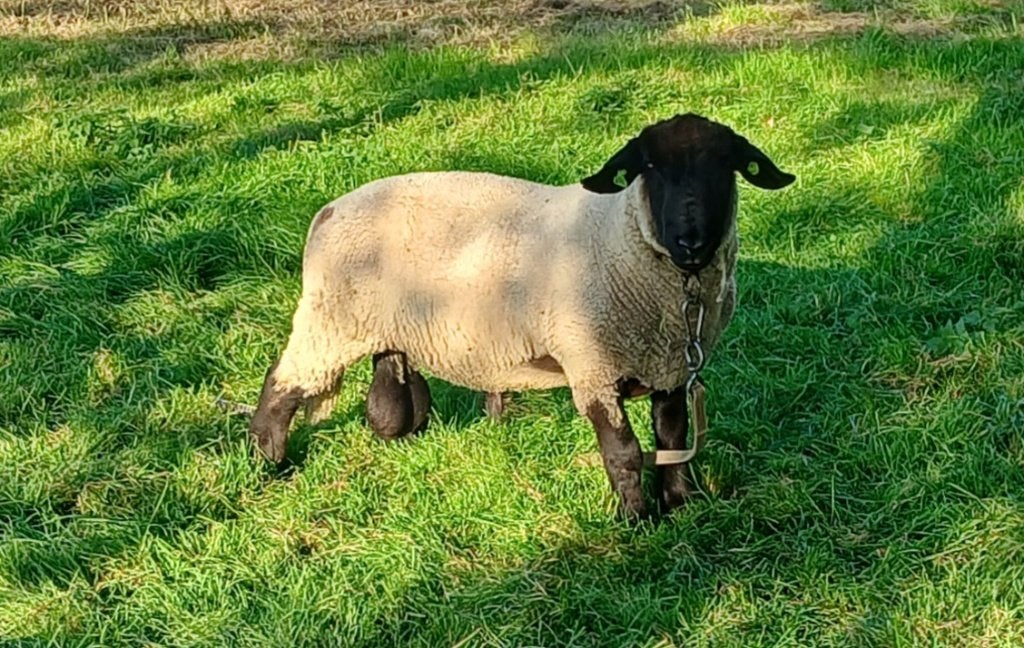Suffolk Dekram, Dieren en Toebehoren, Mannelijk, Schaap