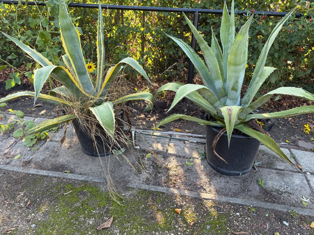 Grote cactussen, Tuin en Terras, Planten | Tuinplanten, Volle zon, Vaste plant, Bloeit niet, Ophalen