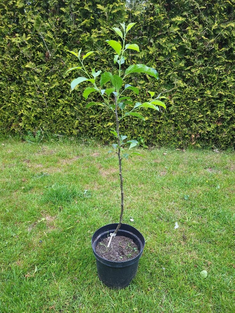 Appelboom, Ophalen, Minder dan 100 cm, Lente, Volle zon