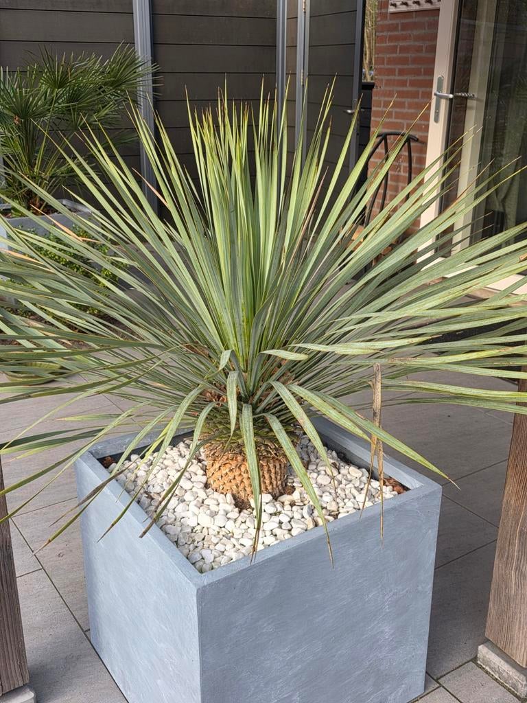 2x Grote Yucca Rostrata in lichtgrijze bakken (55x55cm), Volle zon, Vaste plant, Bloeit niet, Ophalen