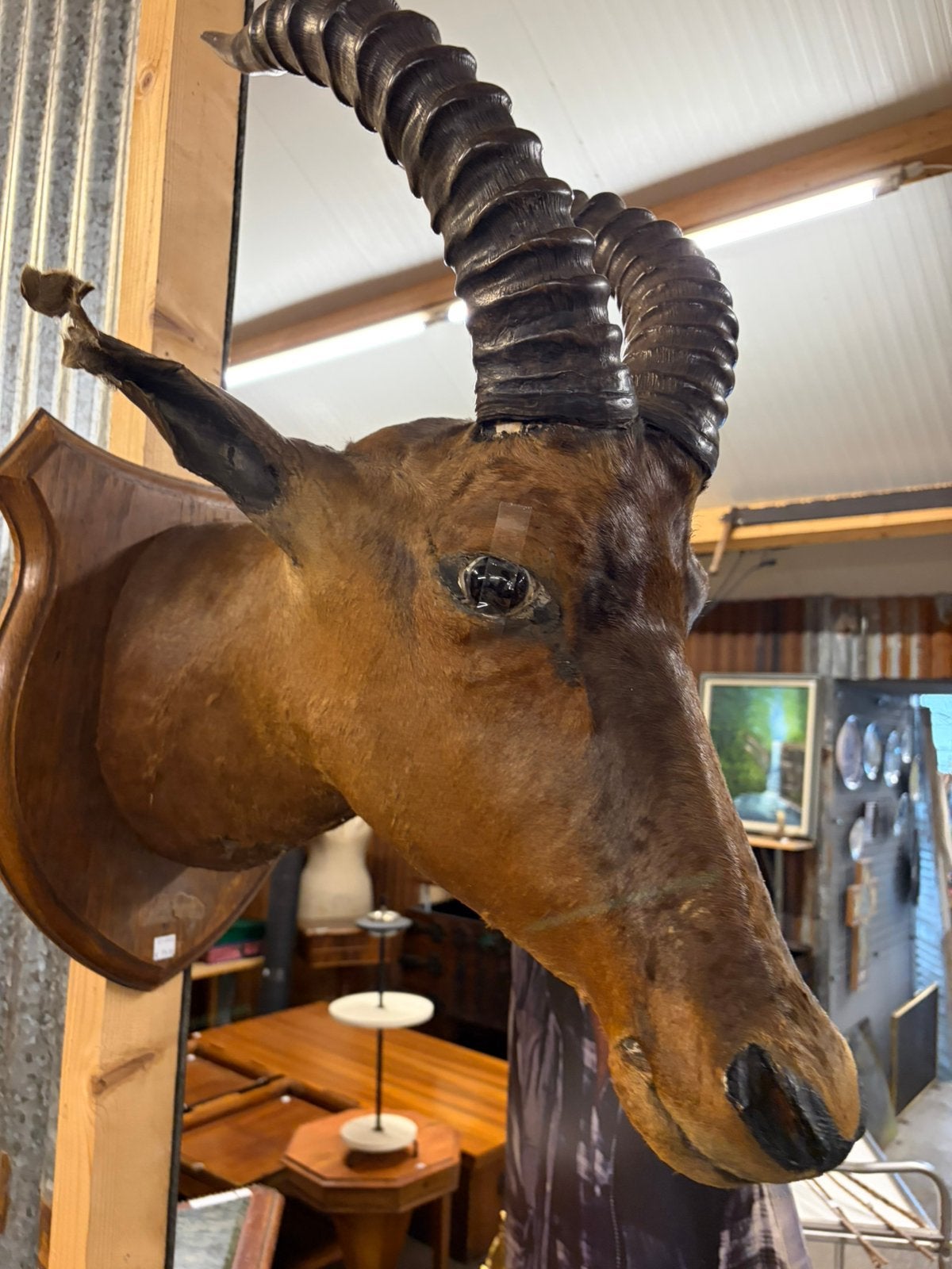 Taxiedermie hartebeest, Ophalen, Beeldje of Figuurtje