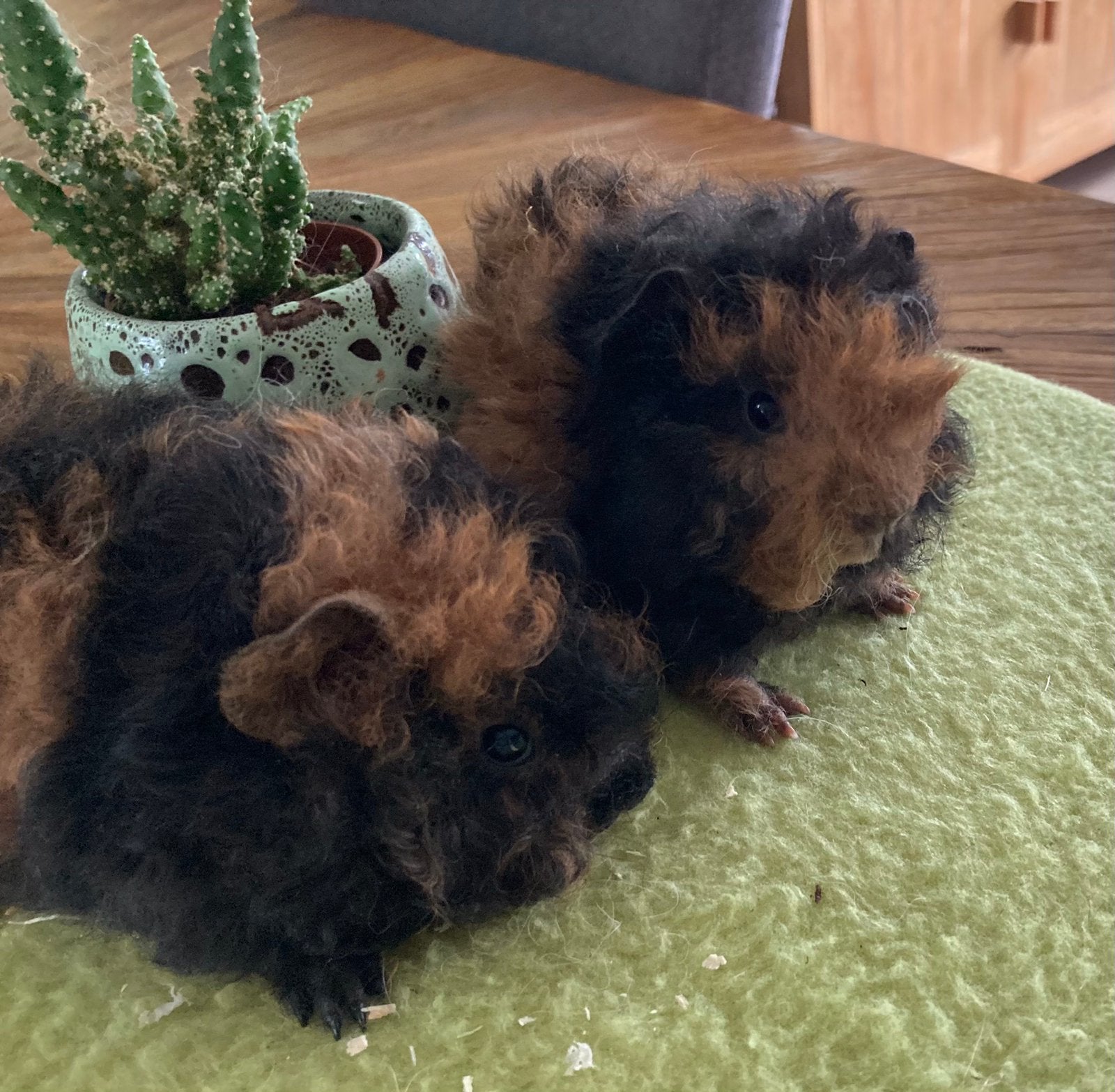 Jonge lunkary cavia zeugjes, Cavia, Juli, Vrouwelijk, Tam