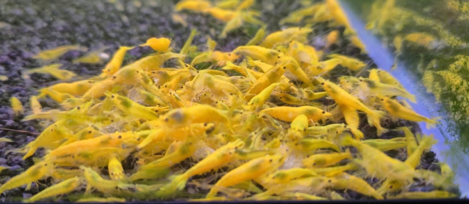 Citroen Yellow Fire Neocaridina garnalen kraanwater, Dieren en Toebehoren, Kreeft, Krab of Garnaal