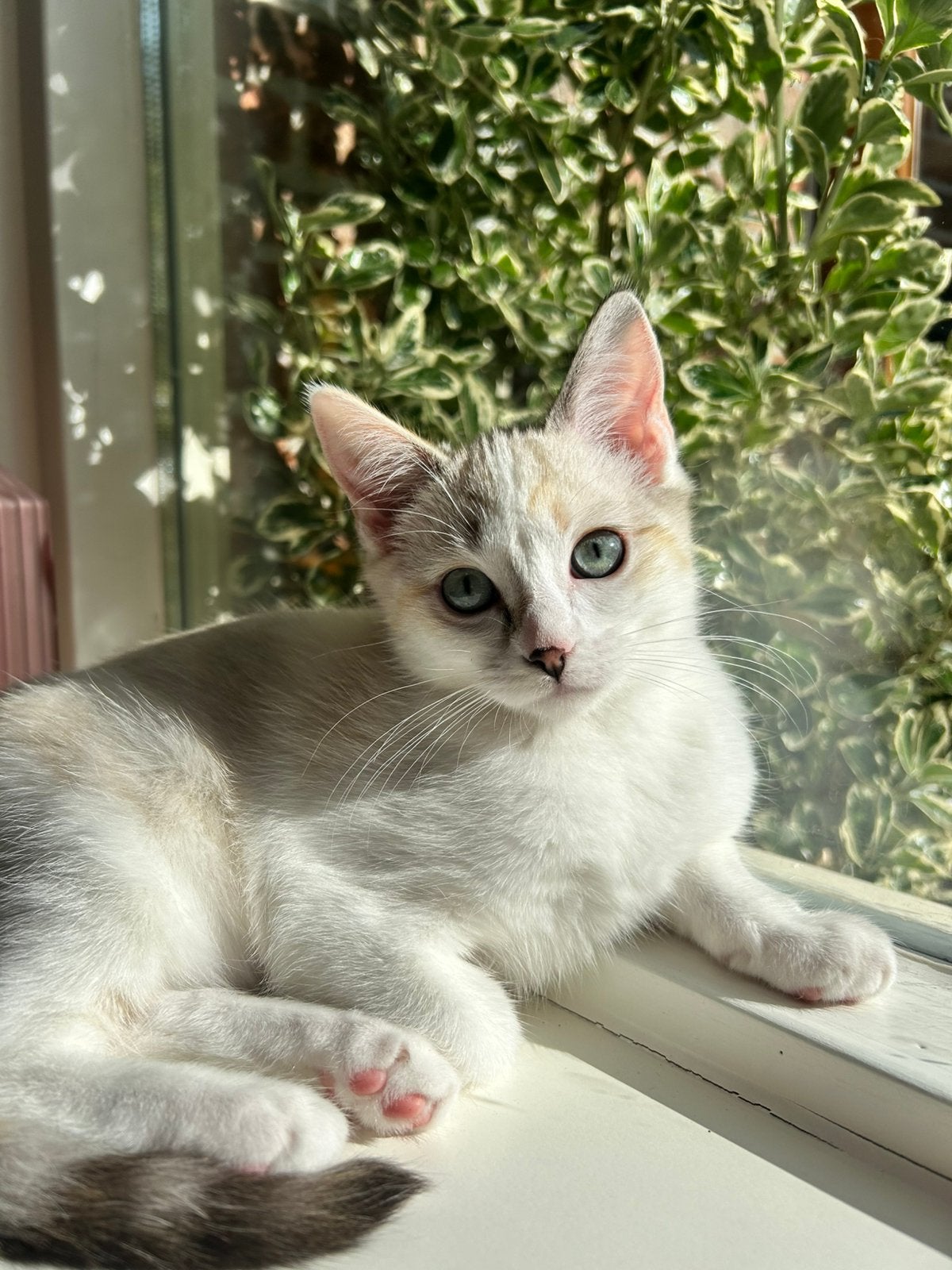 2 prachtige kittens EK x Ragdoll ✨, Poes, Ontwormd, 0 tot 2 jaar