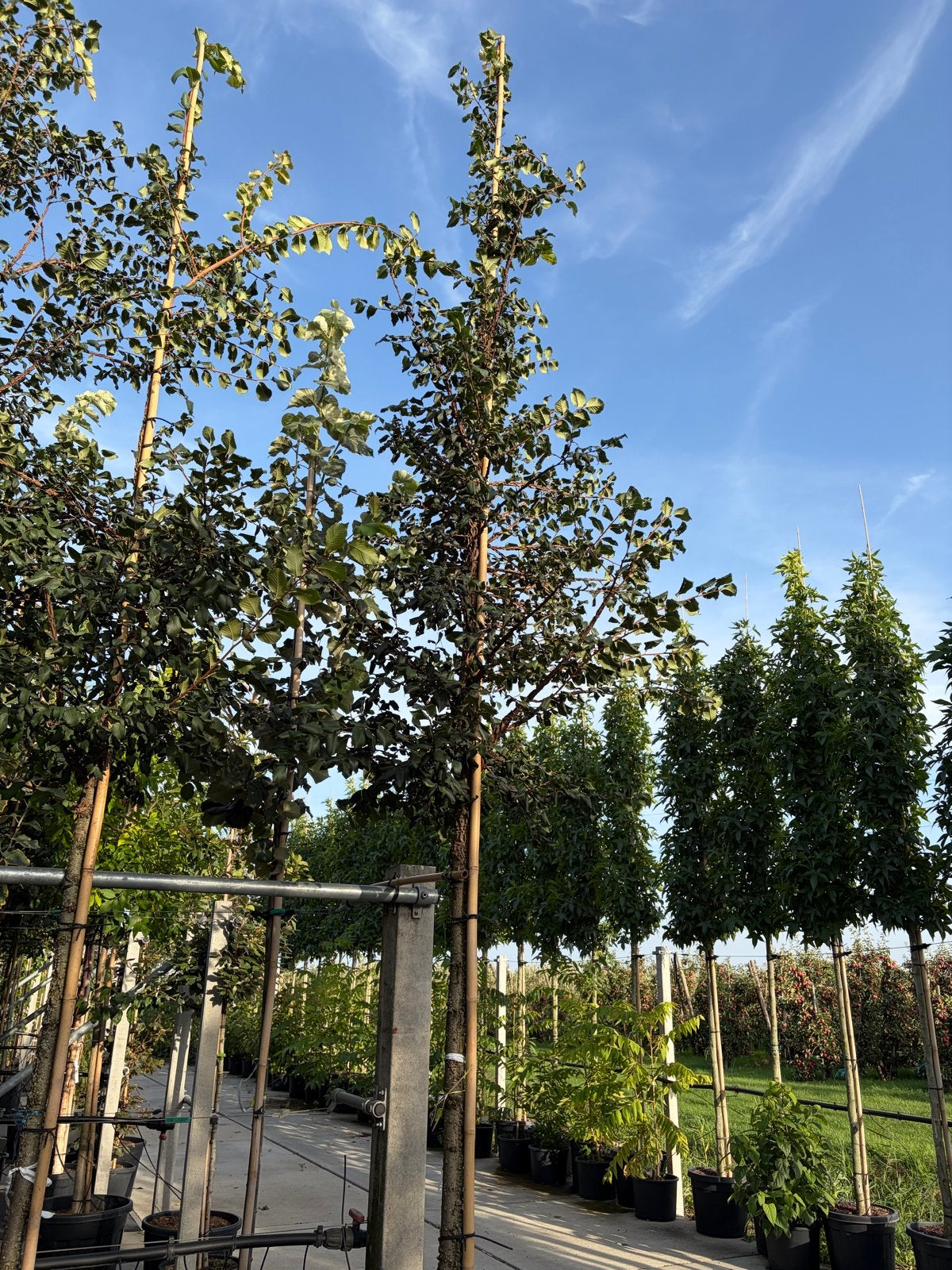 Ulmus subrosa kurkiep stamomtrek 16/18 cm grote voorraad!, Bloeit niet, Ophalen of Verzenden, Zuilboom, 400 cm of meer