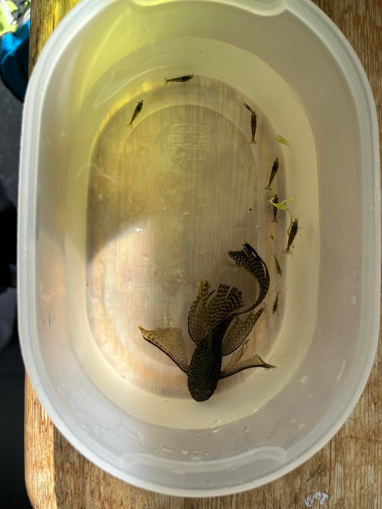 Wild color aquarium shrimps, Dieren en Toebehoren, Vissen | Aquariumvissen, Vis