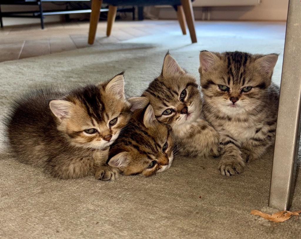 Britse korthaar kittens te koop, Poes, Ontwormd, 0 tot 2 jaar