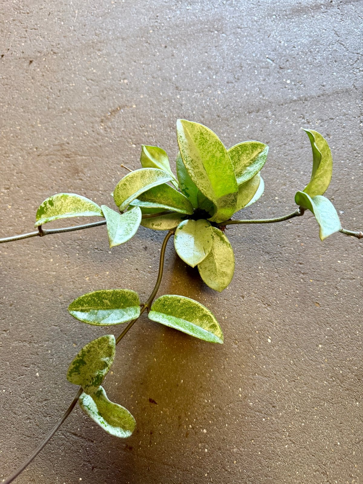Hoya Silver Ghost p9, Huis en Inrichting, Ophalen of Verzenden