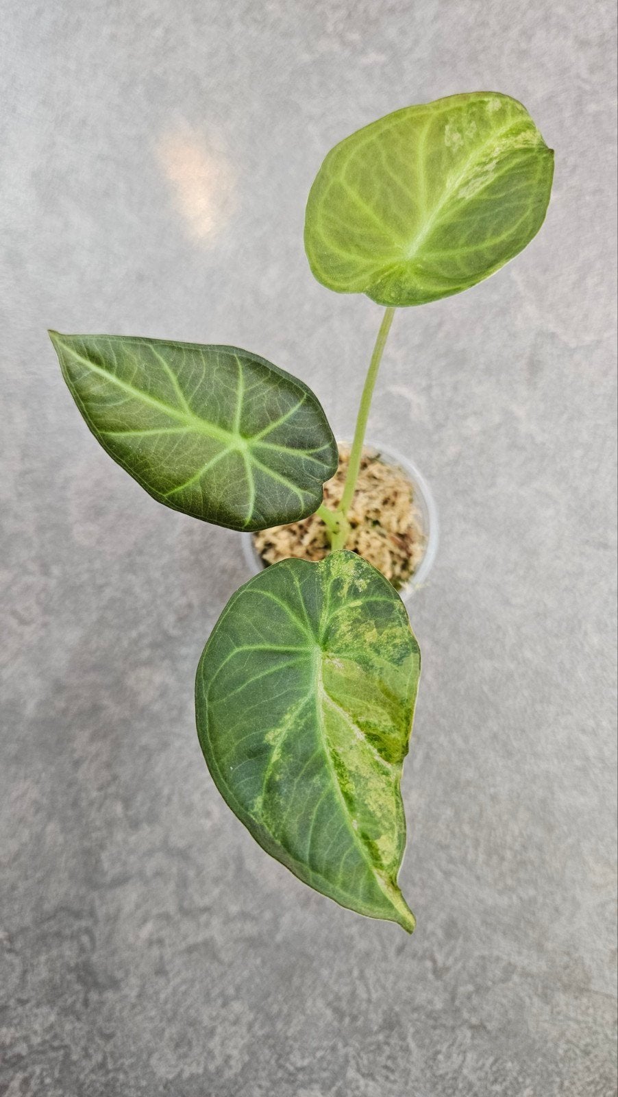 Alocasia Regal Shield Aurea Variegata, Ophalen of Verzenden, Halfschaduw, Minder dan 100 cm