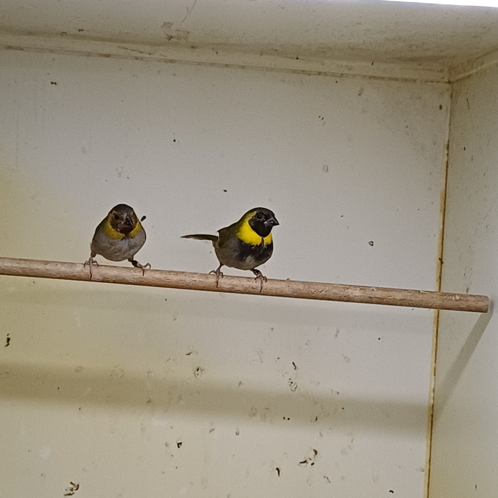 Koppel cubavinken 2026, Dieren en Toebehoren, Meerdere dieren, Tropenvogel, Geringd