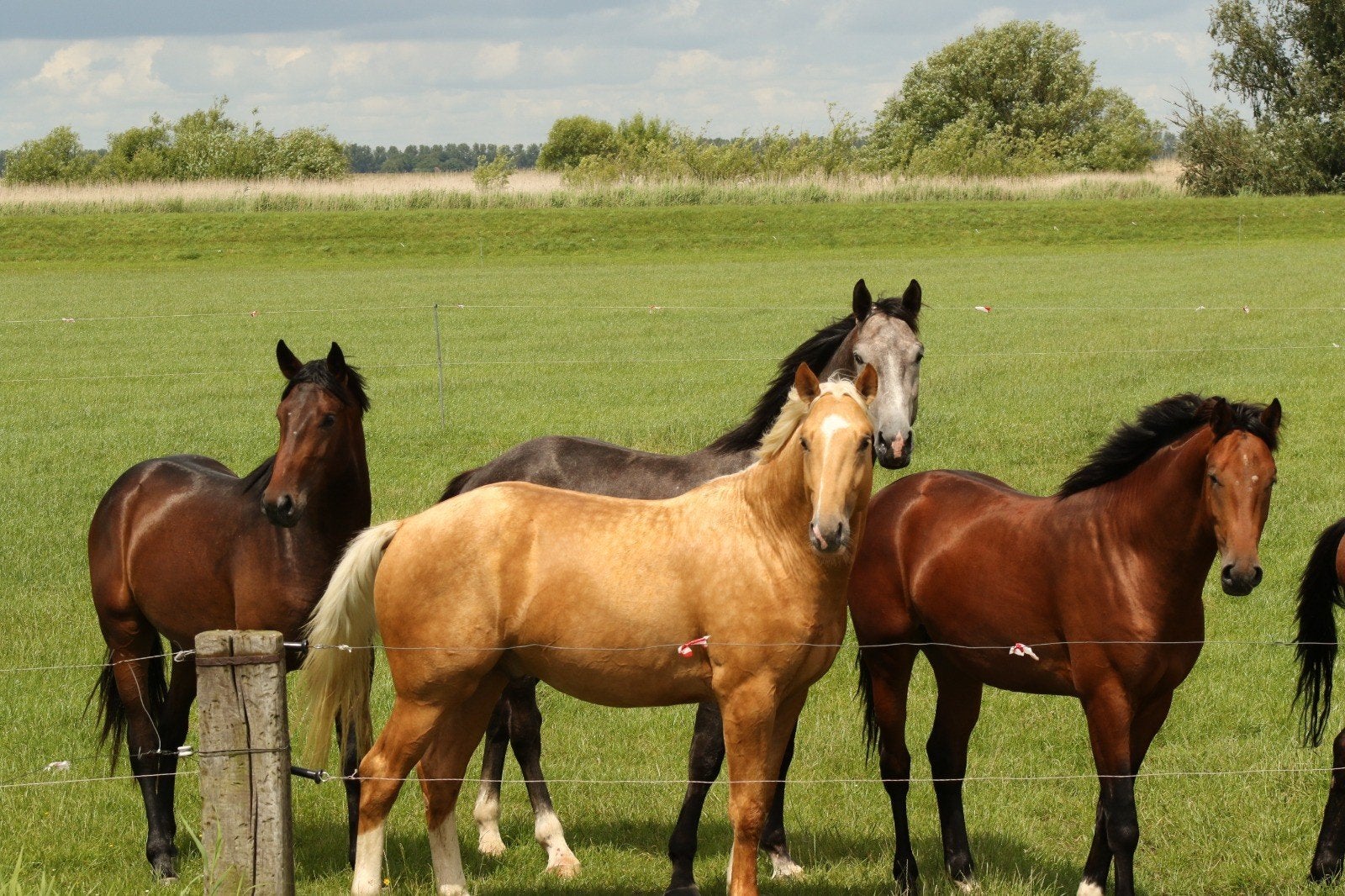 veulen opfok, Merrie, Minder dan 160 cm, 0 tot 2 jaar