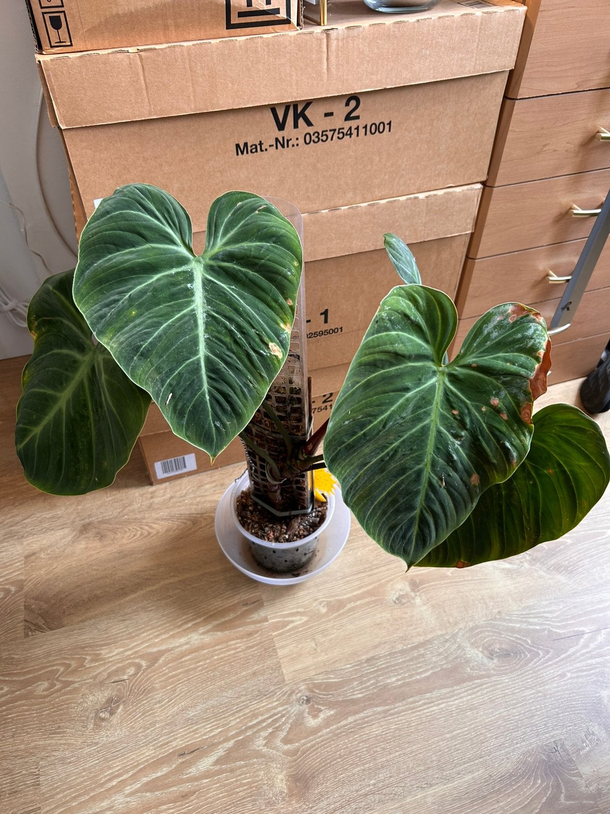 Philodendron El Choco Red, Huis en Inrichting, Kamerplanten, Ophalen, 100 tot 150 cm, Overige soorten, In pot