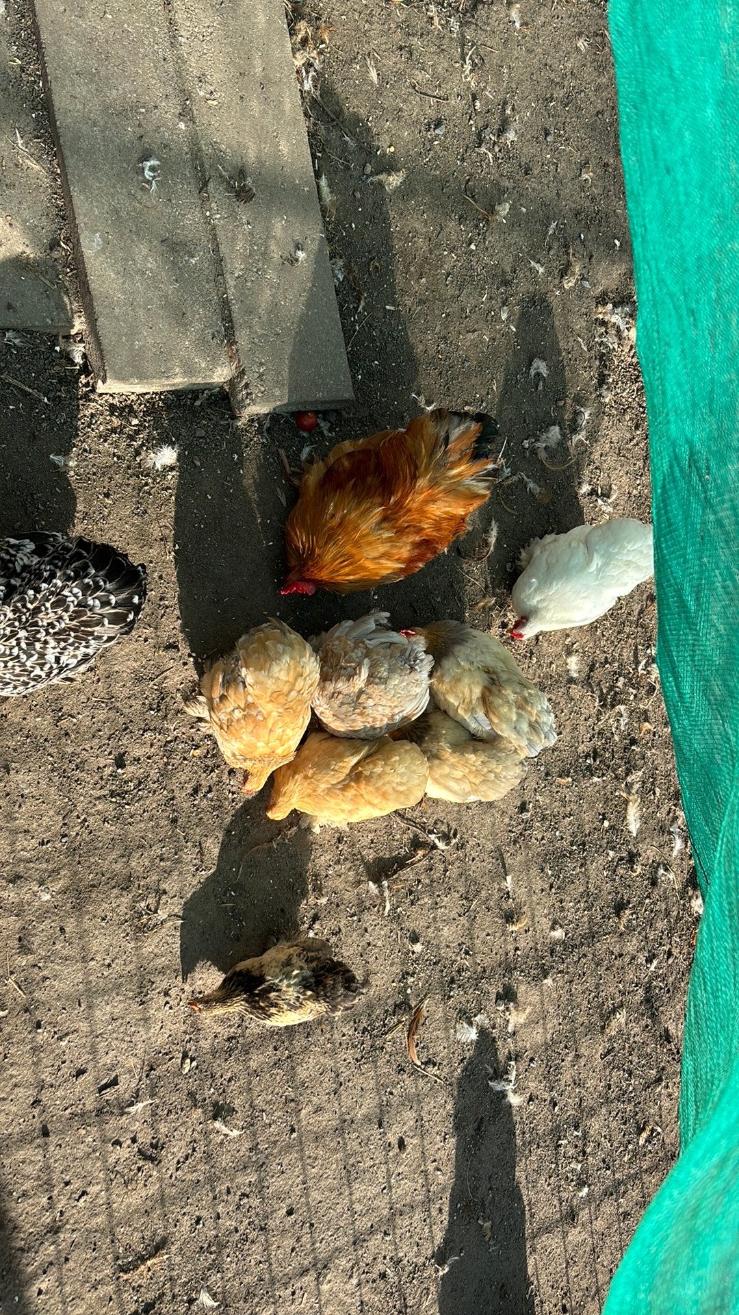 Mooie cochin hennen en hanen (kriel), Dieren en Toebehoren, Meerdere dieren, Kip