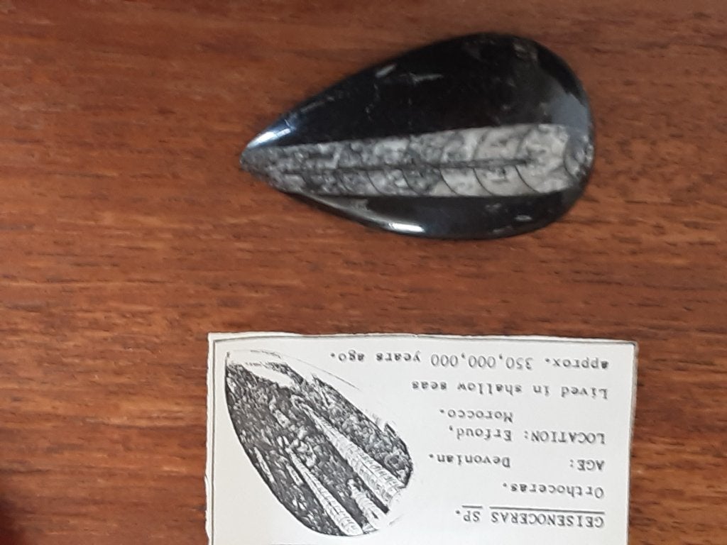 Fossiel  Orthoceras (inktvis ), Ophalen of Verzenden, Fossiel