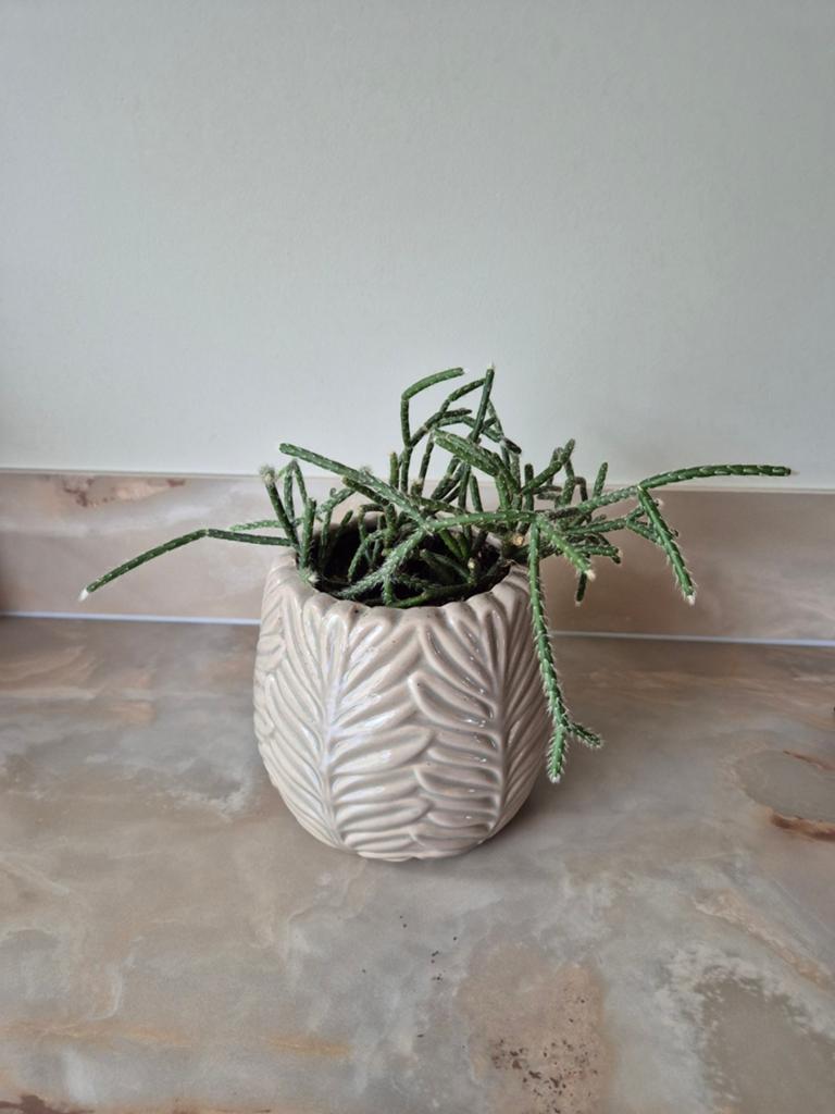 Decoratieve bloempot met plant, Ophalen