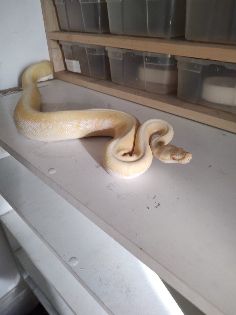 Collectie Koningspythons, Ball Python, Python Regius Ball Python photo 2