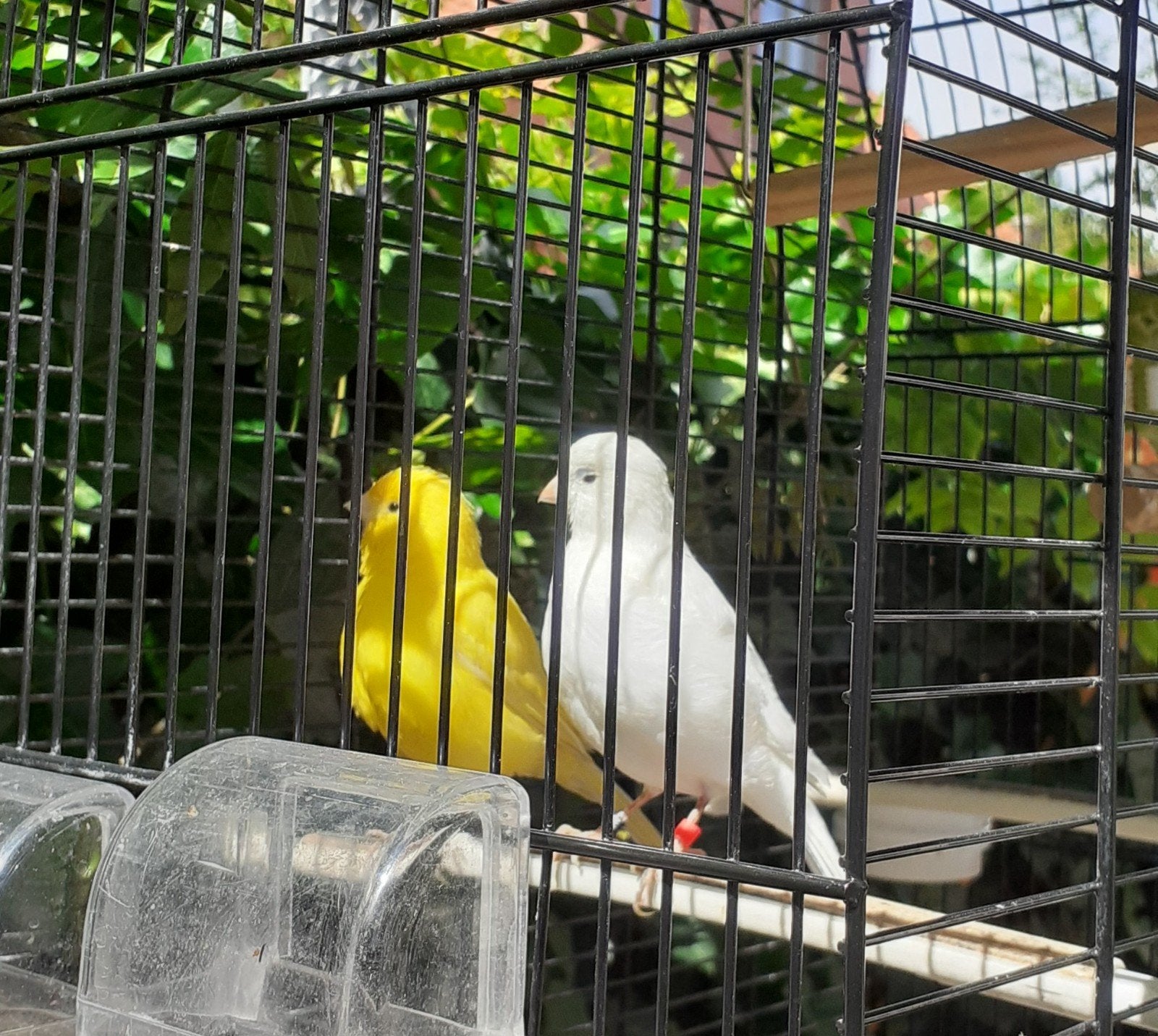 Koppel  kanarie, Dieren en Toebehoren, Vogels | Kanaries, Meerdere dieren, Kleurkanarie
