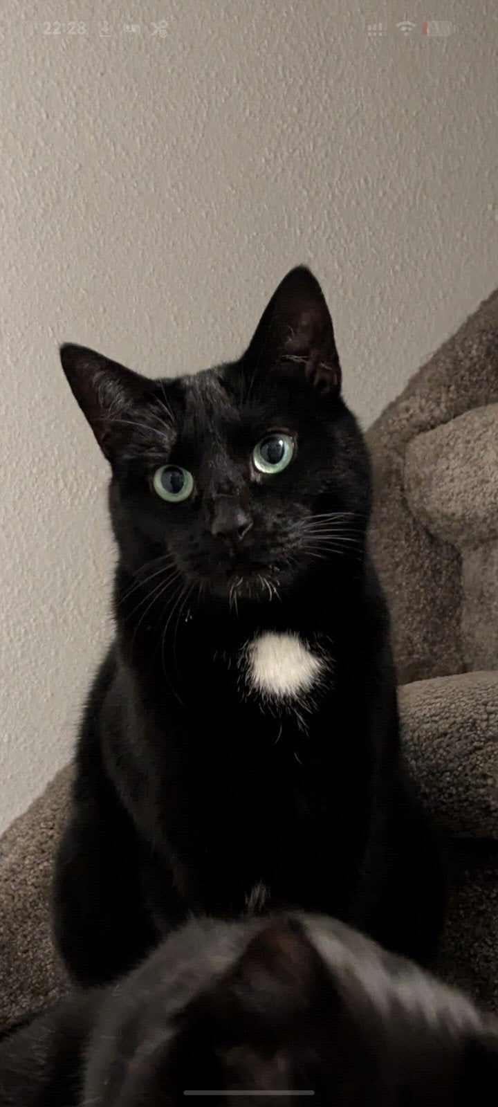 Zwarte kat vermist in Delft, Kat