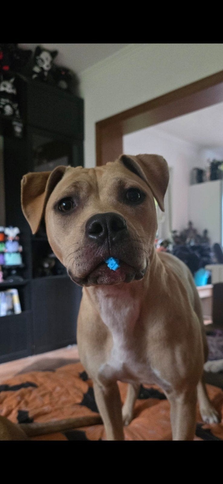 Stafford Teefje 10 maanden, 15 weken tot 1 jaar, Teef, Parvo, Eén hond
