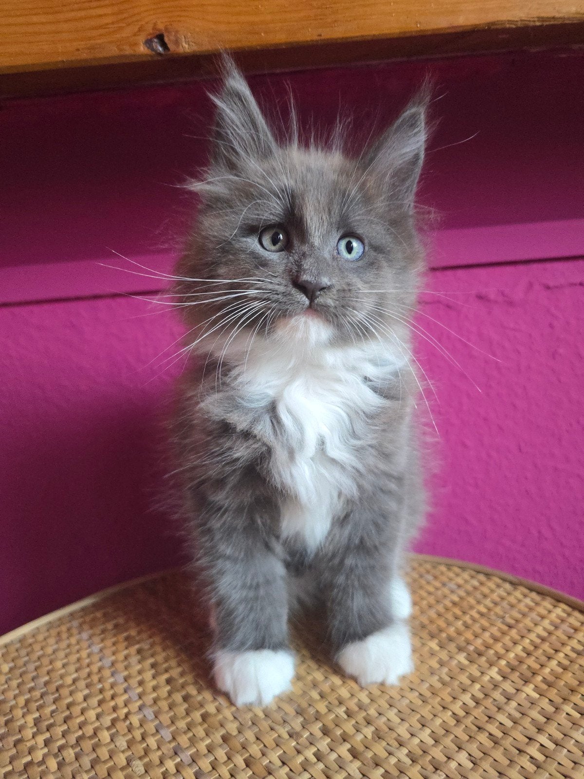 Maine coon kater kitten met stamboom, Kater, Met stamboom, 0 tot 2 jaar