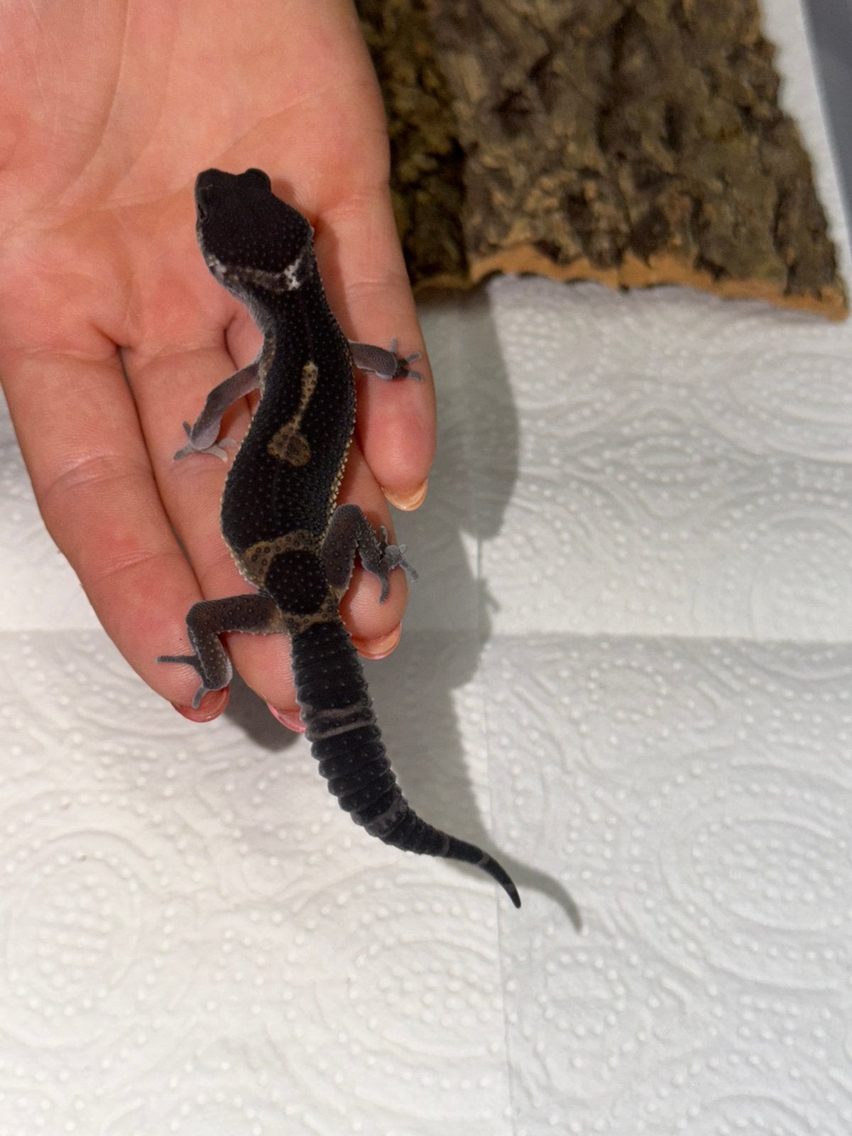 Black night luipaardgekko man, Hagedis, 0 tot 2 jaar