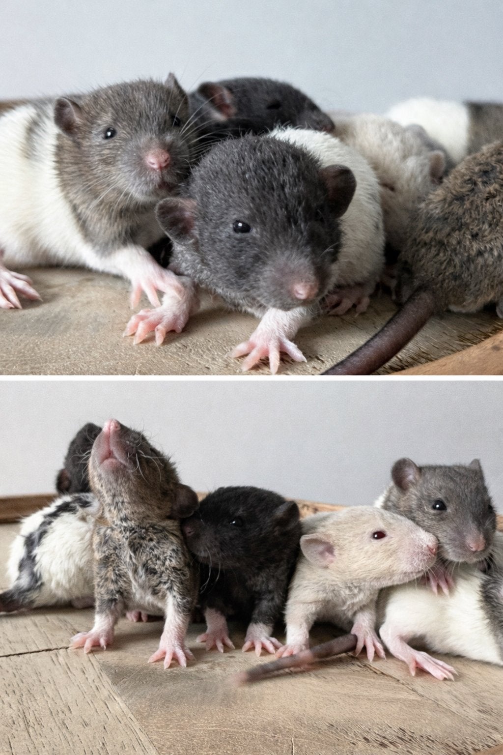 Mannelijke rittens, Dieren en Toebehoren, Rat, Mannelijk, Mei, Tam