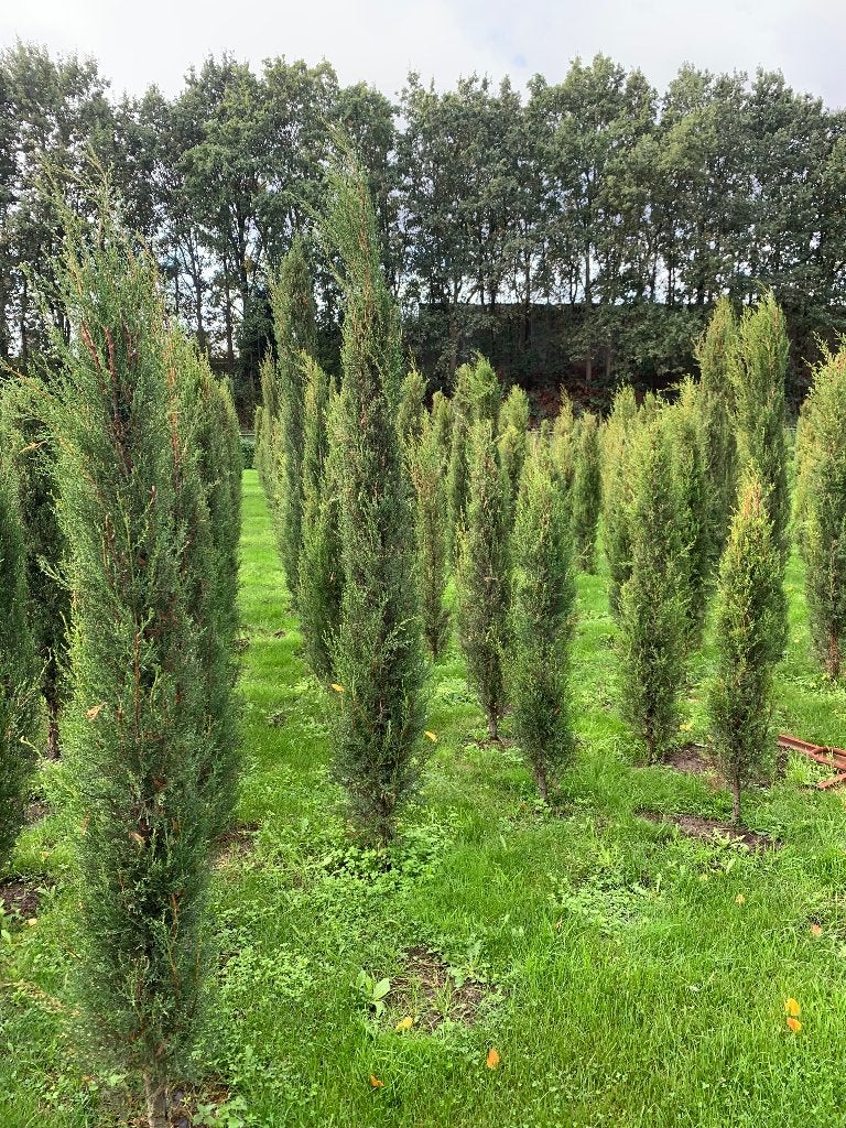 Italiaanse cipressen (sempervirens) bomen, Tuin en Terras, Ophalen, Vaste plant, Bodembedekkers, Volle zon