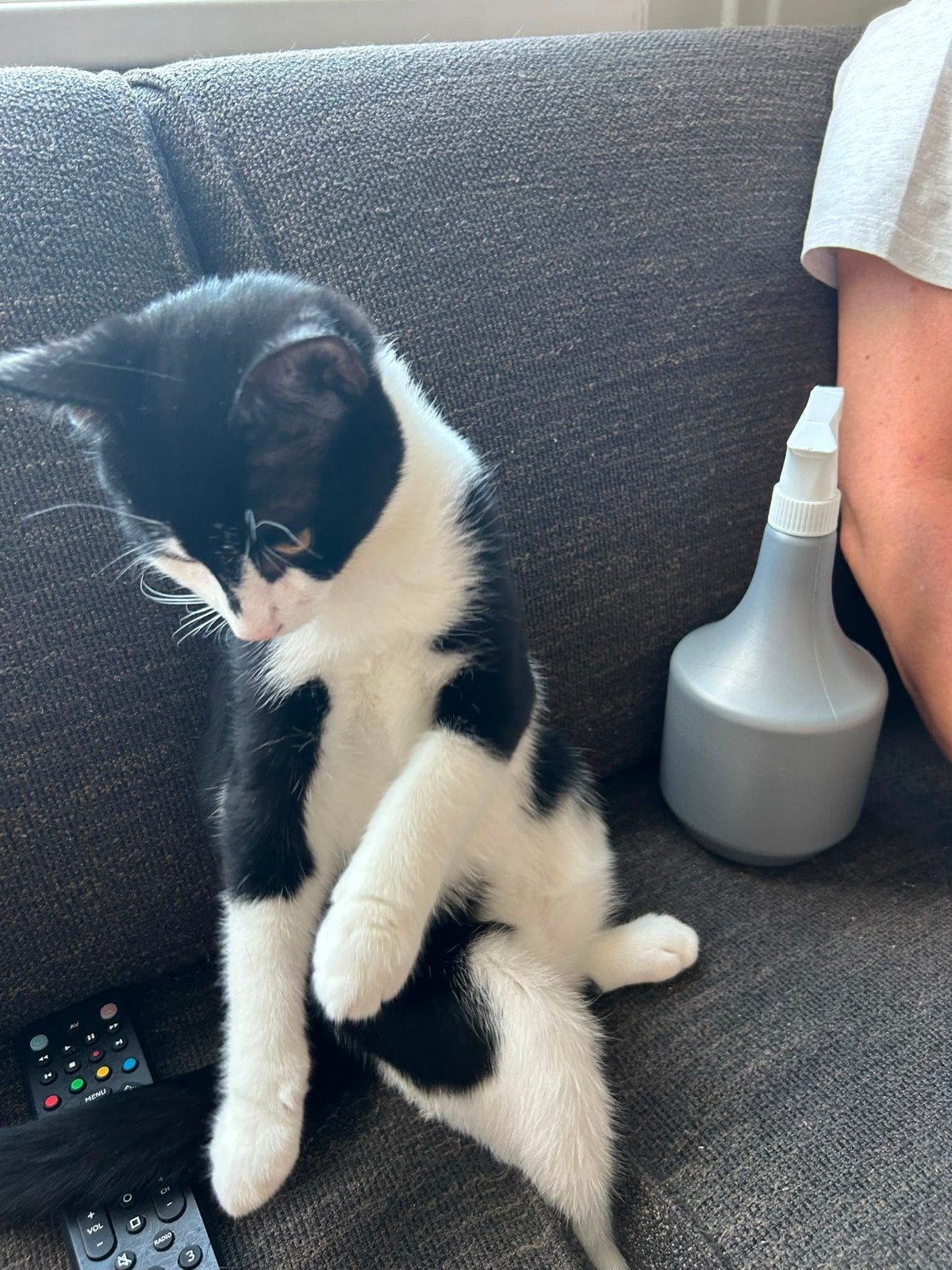 2 lieve katers kitten +- 5 maanden, Dieren en Toebehoren, Katten en Kittens | Overige Katten, Kater, Kortharig, 0 tot 2 jaar
