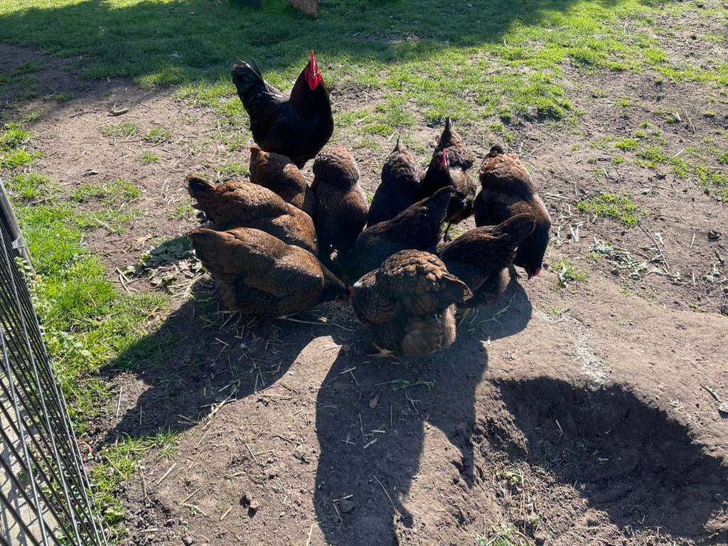 Broedeieren Barnevelder groot, Geslacht onbekend, Kip