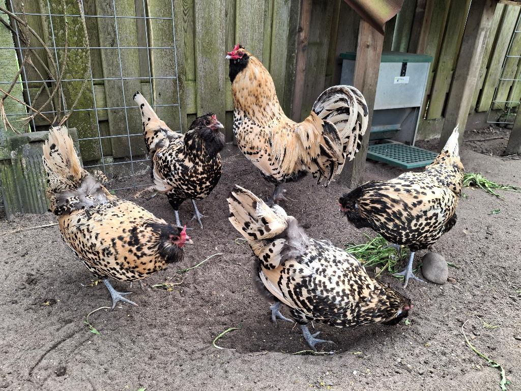 Broedeieren grote Uilebaard hoenders, Dieren en Toebehoren, Pluimvee, Geslacht onbekend, Kip