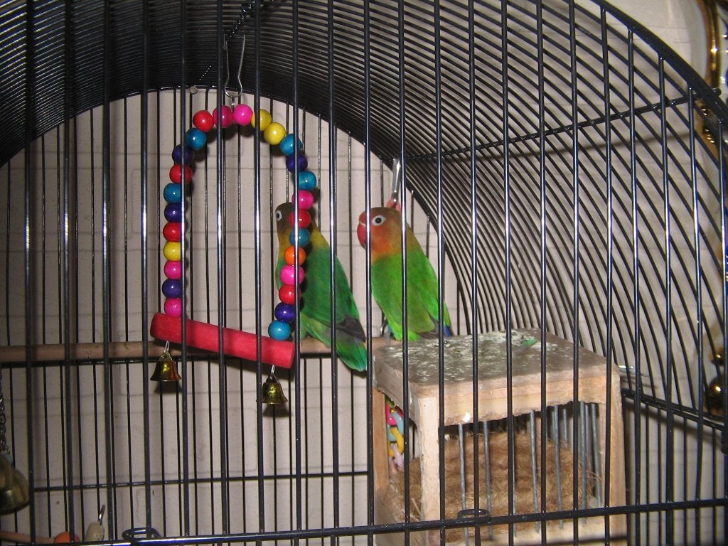 te koop, Meerdere dieren, Papegaai