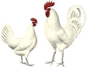 Fries hoen wit groot, Dieren en Toebehoren, Pluimvee, Vrouwelijk, Kip
