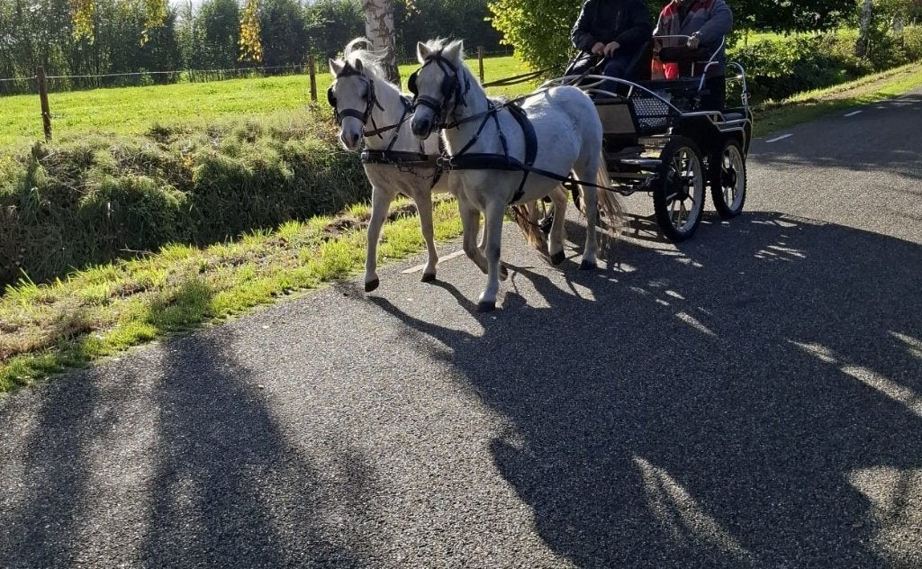 Welsh Merrie goed betuigd braaf in omgang.., Merrie, Met stamboom, Niet van toepassing, 3 tot 6 jaar
