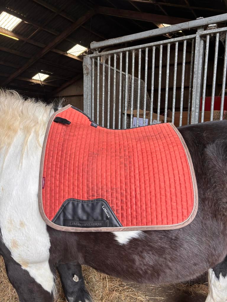 Lemieux dekjes + Horse gear, Dieren en Toebehoren, Paarden en Pony's | Dekens en Dekjes, Ophalen of Verzenden, Nieuw