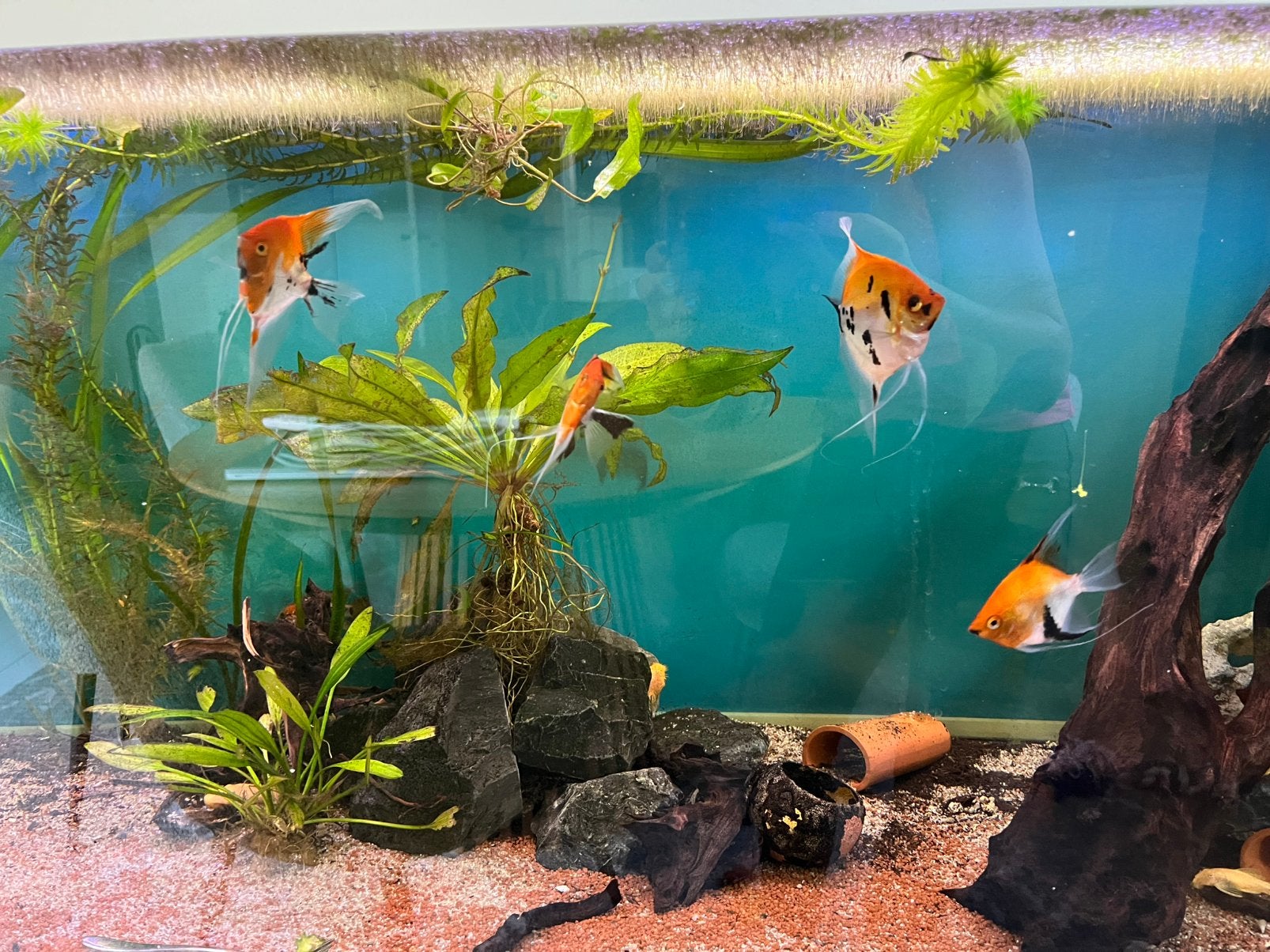 6 schitterende  red devil maanvissen !, Dieren en Toebehoren, Vis