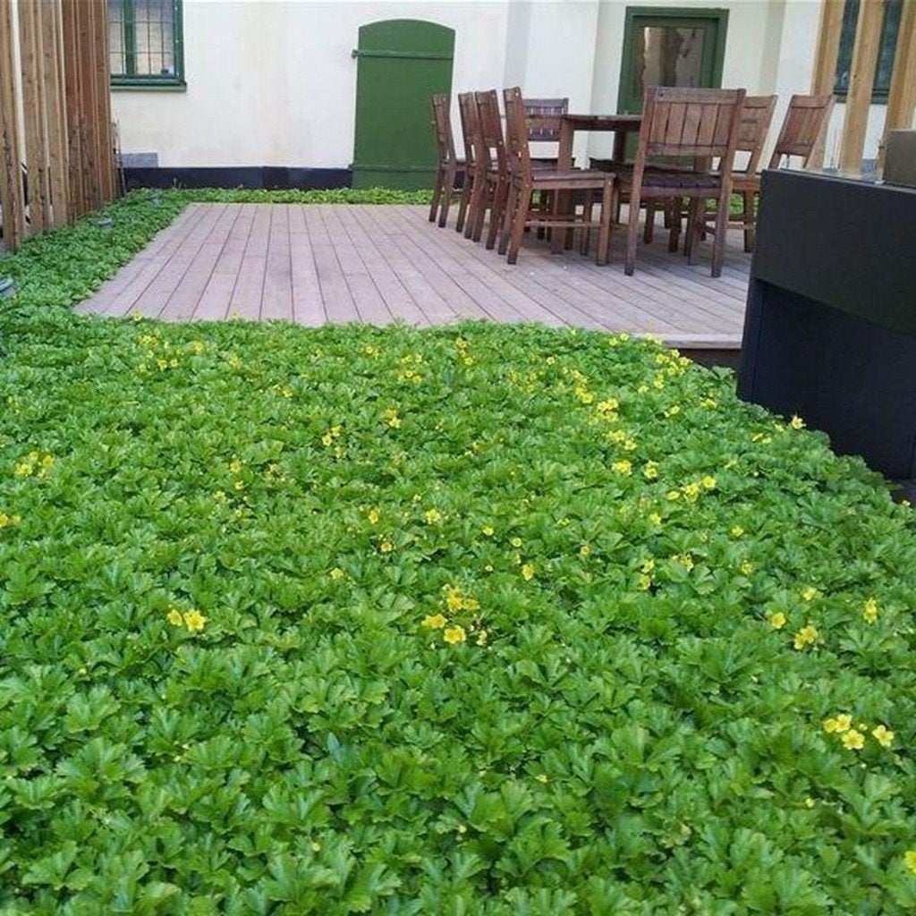 Vaste planten: Waldsteinia ternata, goudaardbei, p9, Tuin en Terras, Planten | Tuinplanten, Bodembedekkers, Vaste plant, Ophalen of Verzenden