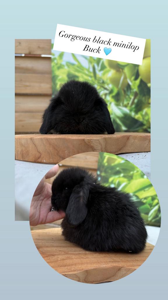 Knappe raszuivere minilop ram ! 🐰🩵, Mannelijk, Dwerg, Hangoor, 0 tot 2 jaar