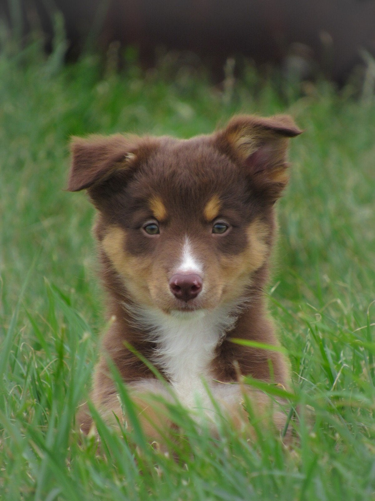 Raszuivere border collie pups mogen het nestje verlaten, Parvo, 8 tot 15 weken, Collie, Meerdere