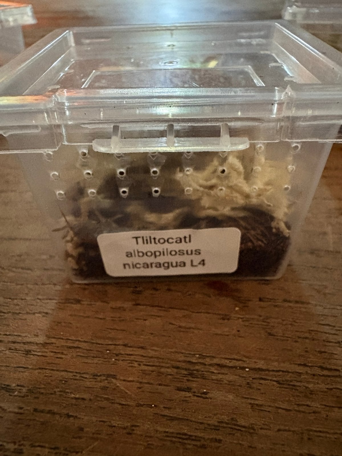 Tliltocatl Albopilosus L4 krulhaar vogelspinnen, Dieren en Toebehoren