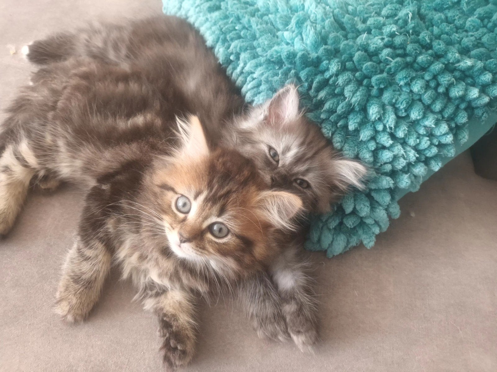 2 katertjes en 1 poesje. Maincoon x Brits langhaar., Kater, Ontwormd