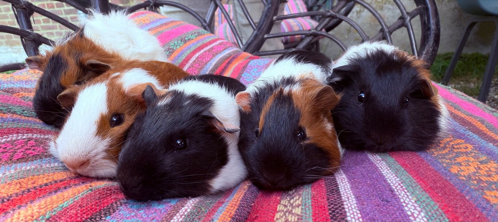 Baby cavia zoekt goed thuis, Dieren en Toebehoren, Knaagdieren, Cavia, Mannelijk, Mei, Tam