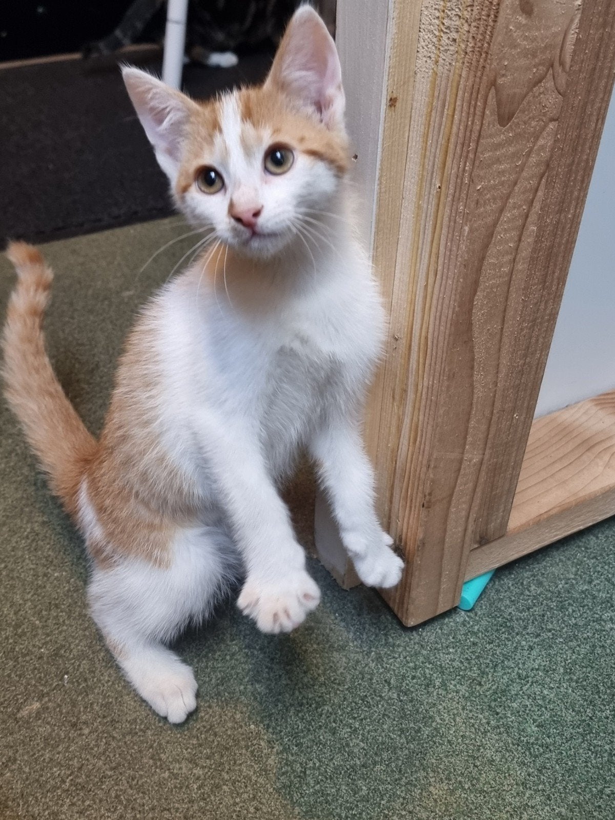Lieve kitten zoekt nieuw huisje, Dieren en Toebehoren, Katten en Kittens | Overige Katten, Meerdere dieren
