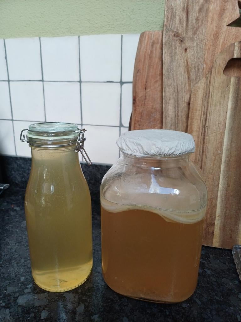 Kombucha zwam scoby, Ophalen