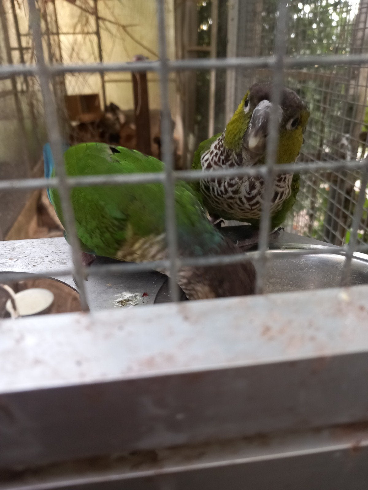 pyrrhura, Meerdere dieren, Parkiet, Tam