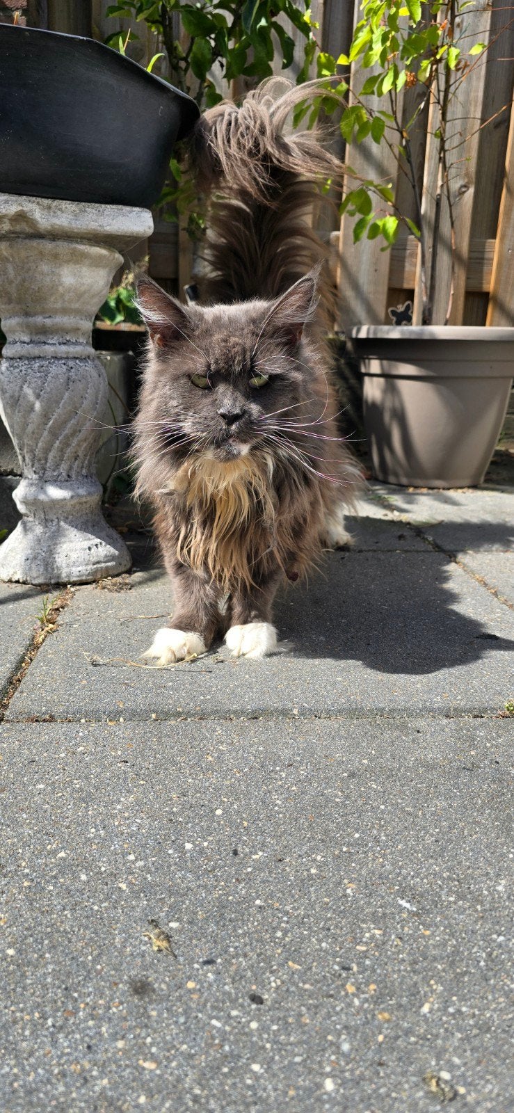 Vrouwtjes Maine Coon nieuw huis gezocht, Dieren en Toebehoren, Poes, Gechipt, 6 jaar of ouder